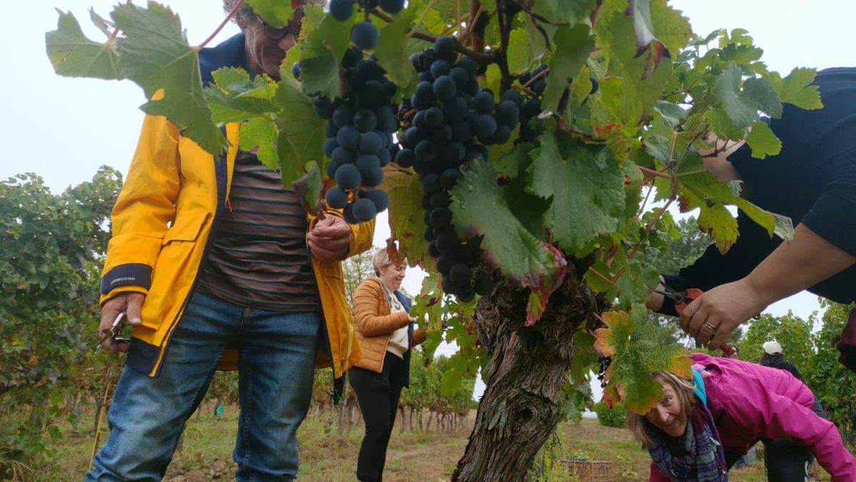 Journée vendanges